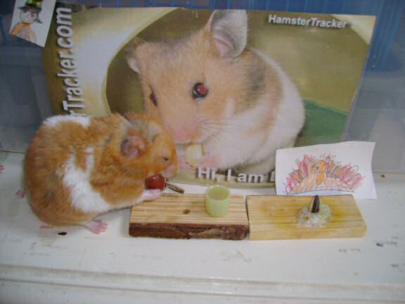 Extreme HamsterTrackin Dena's hamster Mittens !
