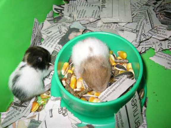 Jose and Yoly's hamsters, Piu and Kiry's - hamster babies.