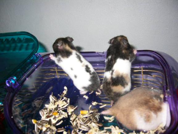 Jose and Yoly's hamsters, Piu and Kiry's - hamster babies.