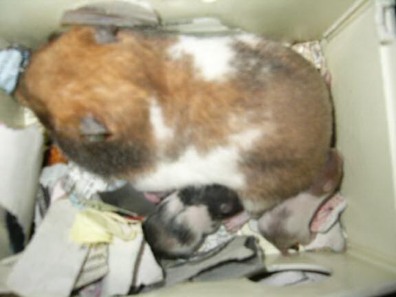 Jose and Yoly's hamsters: Kiry got hamster babies.