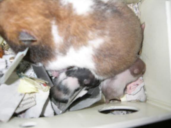 Jose and Yoly's hamsters: Kiry got hamster babies.