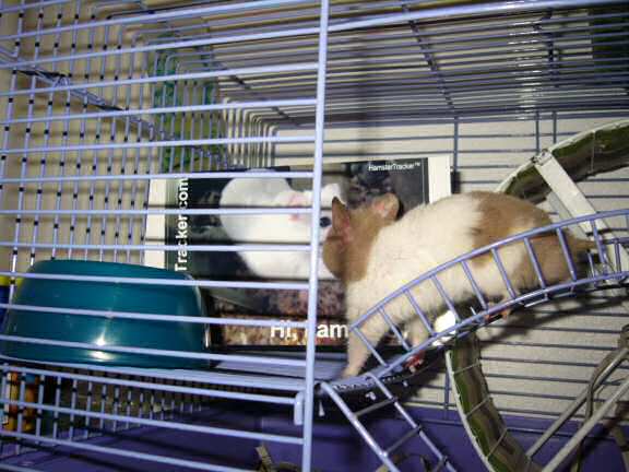 Jose and Yoly's hamsters: Piu and Kiry got hamster babies.