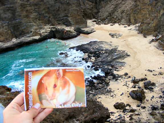 Extreme HamsterTrackin' on Hawaii, USA by Katie and Steve.