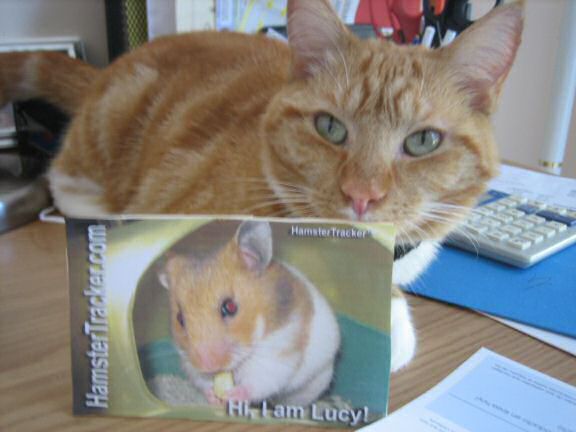Extreme HamsterTrackin' with Lucy the cat, from Virginia U.S.A.