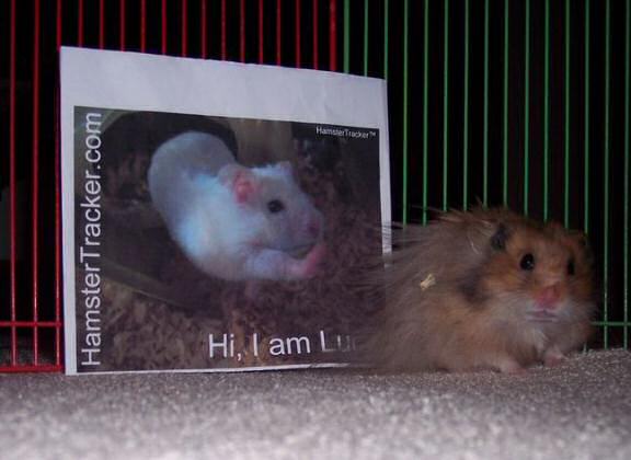 Hamster Winny doin' some Extreme HamsterTrackin'.