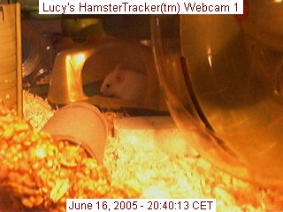 Webcam snapshot of Lucy
