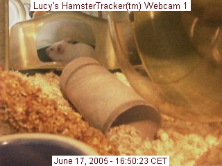 Webcam snapshot of Lucy