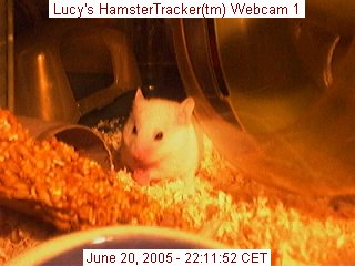 Webcam shot of my hamster Lucy