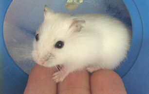 Picture of Lilly, the dwarf hamster Lucy Look-a-Like