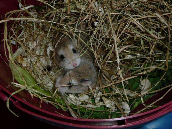 Sanja's hamsters: Jamy and Julie !!!
