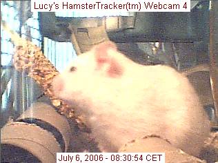 HamsterTracker(tm) Webcam shot of my hamster Lucy!