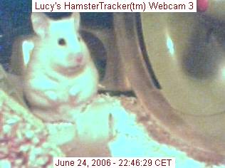 HamsterTracker(tm) Webcam shot of my hamster Lucy!